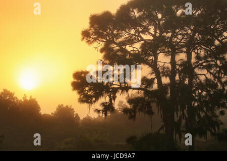 Sonnenaufgang an einem nebligen Morgen Corkscrew Swamp Sanctuary in Florida Stockfoto