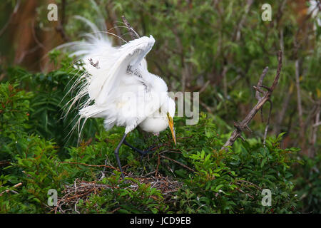 Silberreiher (Ardea Alba) Flügel ausbreitet Stockfoto