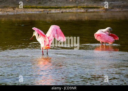 Rosige Löffler (Platalea Ajaja) Baden im Wasser Stockfoto
