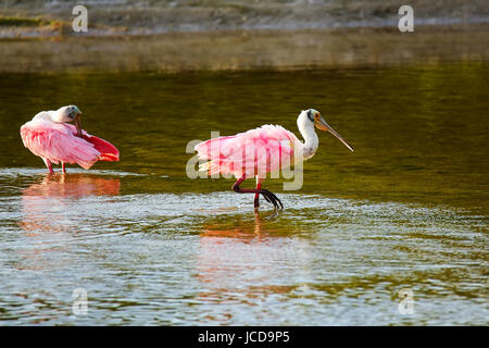 Rosige Löffler (Platalea Ajaja) Baden im Wasser Stockfoto