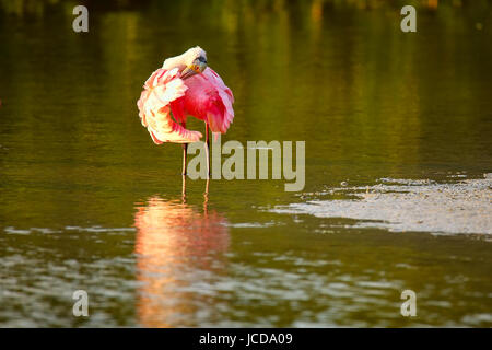 Rosige Löffler (Platalea Ajaja) putzen Stockfoto