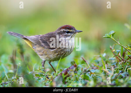 Palm-Grasmücke (Setophaga Palmarum) auf dem Boden Stockfoto