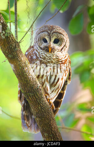 Streifenkauz (Strix Varia) auf einem Baum sitzen. Streifenkauz ist am besten bekannt als Hoot Owl für seine unverwechselbaren Forderung Stockfoto