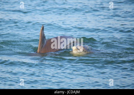 Mutter und Baby gemeinsame Bottlenose Delphine schwimmen in der Nähe von Sanibel Island in Florida Stockfoto