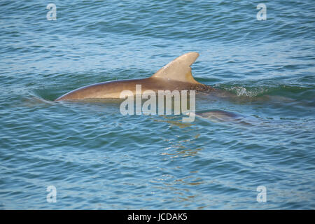 Mutter und Baby gemeinsame Bottlenose Delphine schwimmen in der Nähe von Sanibel Island in Florida Stockfoto