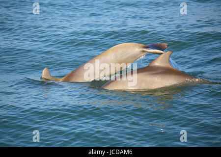 Mutter und Baby gemeinsame Tümmler Tauchen in der Nähe von Sanibel Island in Florida Stockfoto