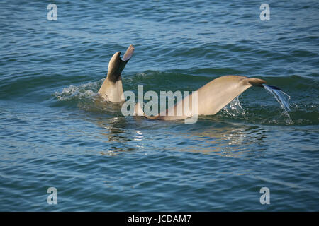 Tails Tauchen gemeinsame Tümmler in der Nähe von Sanibel Island in Florida Stockfoto