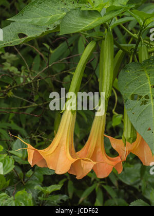 Brugmansia Stockfoto