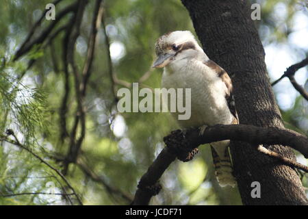 Kookaburra 'Laughing Jackass', (Dacelo novaeguineae), thront auf einem Baumzweig. Stockfoto