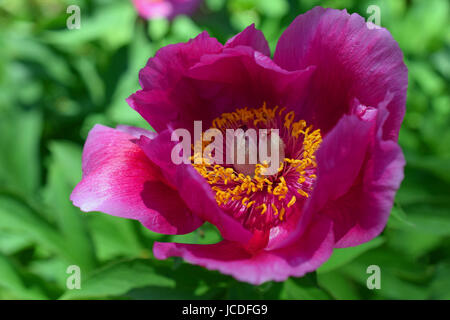 Rosa Pfingstrose Blüte mit grünem Hintergrund. Stockfoto