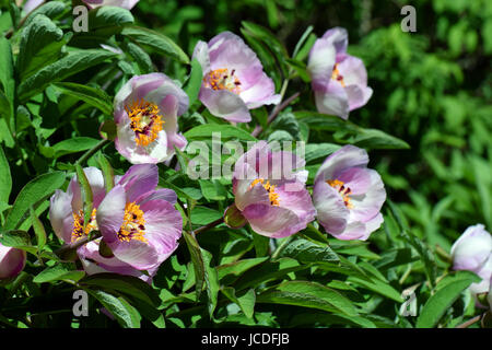 Paeonia Lactiflora, Chinesische Pfingstrose oder gemeinsamen Garten Pfingstrose auch genannt. Schöne rosa Blüten zwischen grünen Blättern. Stockfoto