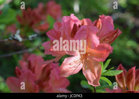 Rhododendron Molle Japonicum, schöne rosa Blüten Stockfoto