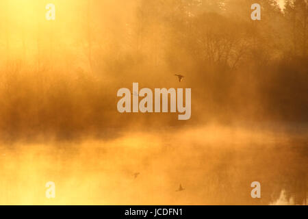 Nebelige Landschaft: am frühen Morgen auf dem Fluss im Frühjahr, die Silhouette der wilden Enten fliegen über dem Wasser. Nebel. Sonne. Stockfoto