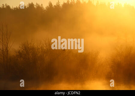 Nebelige Landschaft: am frühen Morgen auf dem Fluss im Frühjahr, die Silhouette der wilden Enten fliegen über dem Wasser. Nebel. Sonne. Stockfoto