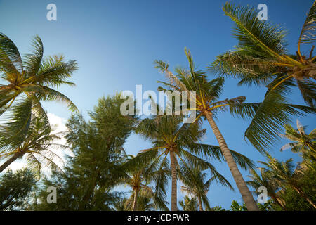 Zweige der Kokospalmen unter blauem Himmel, Rawa Insel Malaysia. Stockfoto