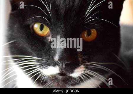 Schwarze Katze mit gelben Augen und Smoking Markierungen in Nahaufnahme Stockfoto