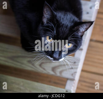 Porträt der schwarzen Katze mit gelben Augen und Smoking-Markierungen Stockfoto