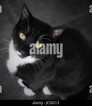 Porträt der schwarzen Katze mit gelben Augen und Smoking-Markierungen Stockfoto