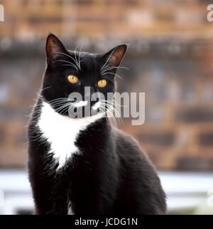 Porträt der schwarzen Katze mit gelben Augen und Smoking-Markierungen Stockfoto