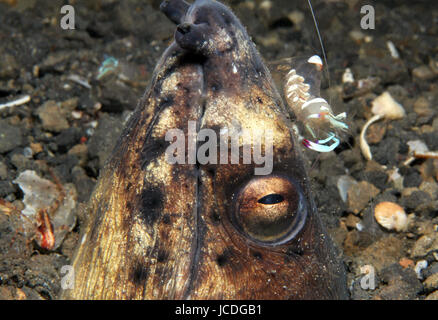 Herrliche Partner Garnelen (Periclimenes Magnificus) sitzt auf dem Kopf einen schwarzen Lamellen Schlangenaal (Ophichtus Melanochir), Lembeh Strait, Indonesien Stockfoto