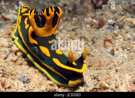 Tambja Gabrielae, Lembeh Strait, Indonesien Stockfoto