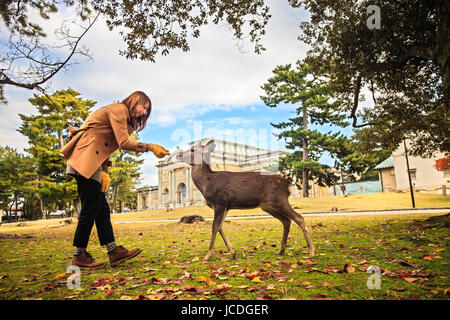 NARA, JAPAN - Nov 21: Besucher fressen wilde Rehe 21. April 2013 in Nara, Japan. Nara ist ein bedeutendes touristisches Ziel in Japan - ehemaliger Kopf-Stadt und derzeit zum UNESCO-Weltkulturerbe. Stockfoto