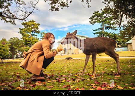 NARA, JAPAN - Nov 21: Besucher fressen wilde Rehe 21. April 2013 in Nara, Japan. Nara ist ein bedeutendes touristisches Ziel in Japan - ehemaliger Kopf-Stadt und derzeit zum UNESCO-Weltkulturerbe. Stockfoto