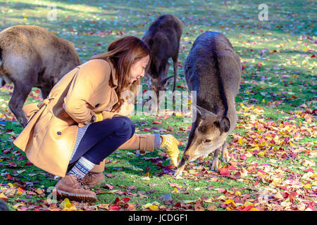 NARA, JAPAN - Nov 21: Besucher fressen wilde Rehe 21. April 2013 in Nara, Japan. Nara ist ein bedeutendes touristisches Ziel in Japan - ehemaliger Kopf-Stadt und derzeit zum UNESCO-Weltkulturerbe. Stockfoto