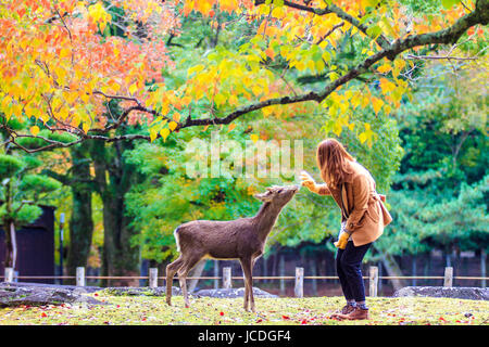 NARA, JAPAN - Nov 21: Besucher fressen wilde Rehe 21. April 2013 in Nara, Japan. Nara ist ein bedeutendes touristisches Ziel in Japan - ehemaliger Kopf-Stadt und derzeit zum UNESCO-Weltkulturerbe. Stockfoto