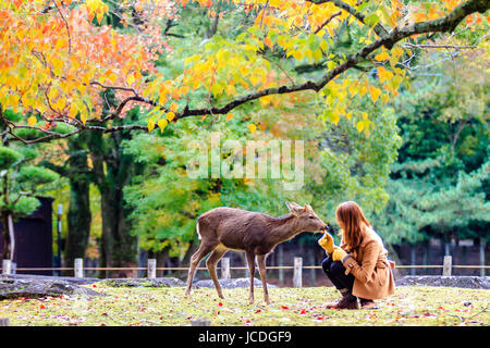 NARA, JAPAN - Nov 21: Besucher fressen wilde Rehe 21. April 2013 in Nara, Japan. Nara ist ein bedeutendes touristisches Ziel in Japan - ehemaliger Kopf-Stadt und derzeit zum UNESCO-Weltkulturerbe. Stockfoto