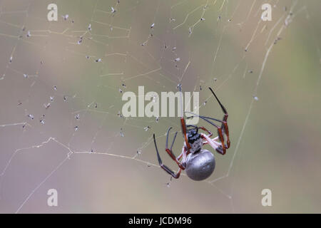 Golden Orb weben Spinne Stockfoto