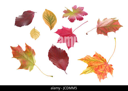 Auswahl der einzelnen Blätter im Herbst in verschiedenen Formen und leuchtenden Farben, die Kennzeichnung, den Wechsel der Jahreszeiten isoliert auf weiss Stockfoto