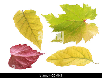 Trio von ziemlich Pastell farbigen Herbst Blätter in grün und gelb in verschiedenen Formen mit einem roten Blatt betrachtet an seiner Unterseite, isoliert auf weiss Stockfoto