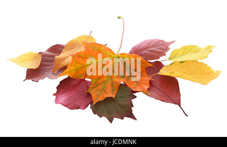 Haufen von bunten Herbst und Herbst Blätter aus einer Vielzahl von Bäumen in goldgelb, Orange, lila, braun und Rot zeigt die wechselnden Jahreszeiten und Life-Cycle der Blätter, isoliert auf weiss Stockfoto