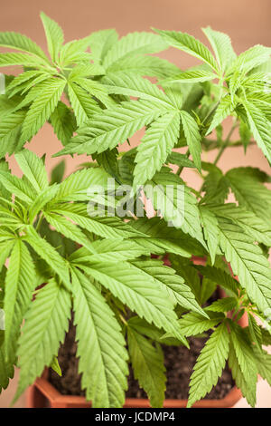 Blumentopf, Indica dominant Hybrid im vegetativen Stadium weiblichen Cannabispflanze. Stockfoto