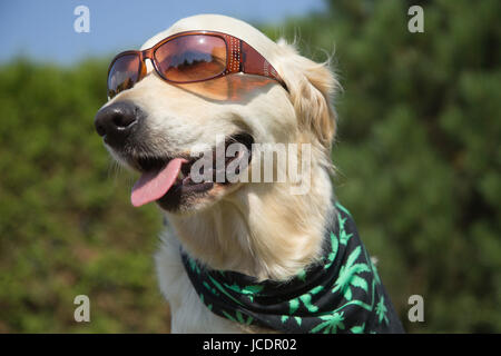 Golden Retriever ist für die Kamera Lächeln. Sonnenbrille hat auf seine Augen und Schal texturiert mit Cannabis Blätter um seinen Hals. Stockfoto