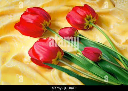 Eine große schöne Tulpe von leuchtend roter Farbe gegen die schön drapierte gelber Seide. Es wird durch eine enge, präsentiert. Stockfoto