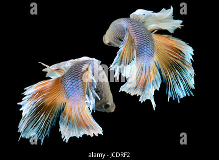 Betta oder Saimese kämpfende Fische schwimmen und zeigen die Bewegung des Kleides fin Foto in Flash-Studio-Beleuchtung. Stockfoto