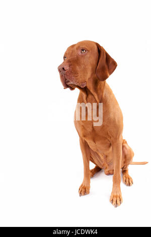 niedliche Zeiger Hund sitzen beim Nachschlagen von seitwärts mit Platz zum Schreiben neben auf weißem Hintergrund Stockfoto