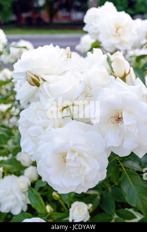 Ein großer Busch aus weißen Rosen auf einem Hintergrund von Natur. Viele Blumen am Stiel. Vertikale Ansicht. Stockfoto