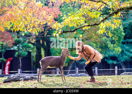 NARA, JAPAN - Nov 21: Besucher fressen wilde Rehe 21. April 2013 in Nara, Japan. Nara ist ein bedeutendes touristisches Ziel in Japan - ehemaliger Kopf-Stadt und derzeit zum UNESCO-Weltkulturerbe. Stockfoto