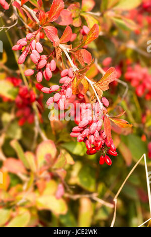 Nahaufnahme der Europäischen Berberitze (Berberis Vulgaris) Stockfoto