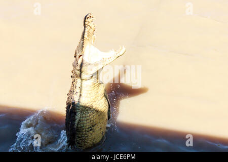 Krokodile haben gelernt, zu springen, Fleisch Stockfoto