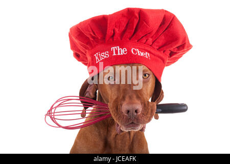 reine Rasse Vizsla Hund mit roter Weihnachtsmütze Koch hielt einen Schneebesen in Mund Stockfoto