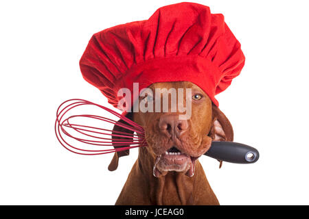 reine Rasse Vizsla Hund Chef trägt roten Mütze und Schneebesen in Mund hält Stockfoto