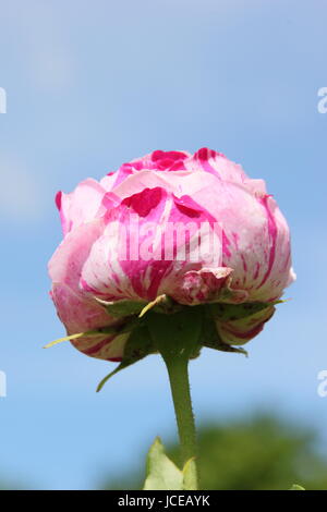 Rosa "Variegata di Bologna", einen duftenden Bourbon rose Bud mit dramatischen gestreift in einem englischen Garten im Juni, UK Stockfoto