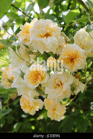 Rosa 'Alister Stella Gray', ('Golden Rambler") eine Wiederholung blühende duftende Noisette rose, Klettern über einen Bogen in einem englischen Garten im Juni, UK Stockfoto