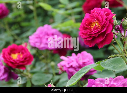 Rosa 'Gipsy Boy', Synonym 'Zigeunerknabe' verkauft auch als "Zigeunerjunge"; eine tief Purpur, duftende Bourbon rose Blüte in einem englischen Garten im Juni, UK Stockfoto