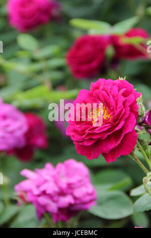 Rosa 'Gipsy Boy', Synonym 'Zigeunerknabe' verkauft auch als "Zigeunerjunge"; eine tief Purpur, duftende Bourbon rose Blüte in einem englischen Garten im Juni, UK Stockfoto