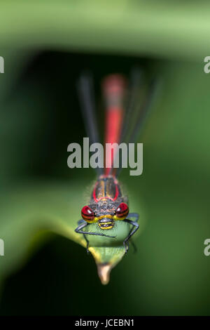 Large red damselfly oder grosse rote Dirne (Pyrrhosoma nymphula) - Surrey, Großbritannien Stockfoto